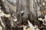 Petrified Peanut Wood Slab - Australia #239826-1